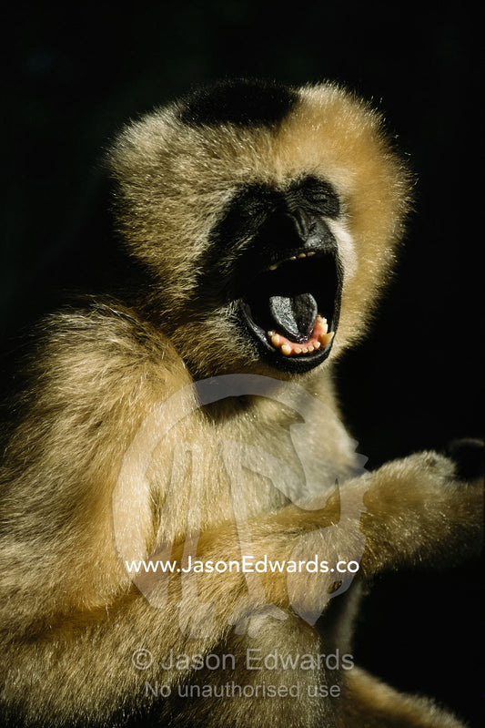Portrait of a female white-cheeked gibbon with her mouth open. Zoological Board of Victoria, Melbourne, Australia.