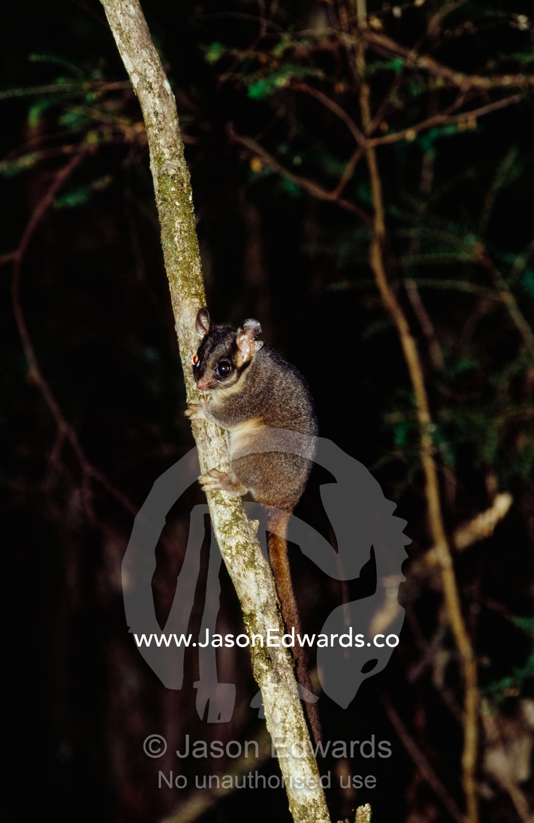 An endangered leadbeaters possum clings to a branch. Yellingbo Nature Conservation Reserve, Victoria, Australia.