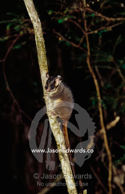 An endangered leadbeaters possum clings to a branch. Yellingbo Nature Conservation Reserve, Victoria, Australia.