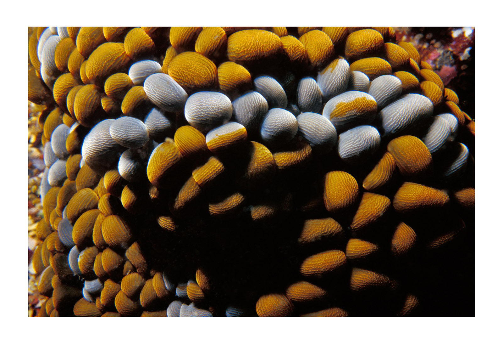 Zoanthids are an order of cnidarians commonly found in coral reefs. Merimbula, New South Wales, Australia.