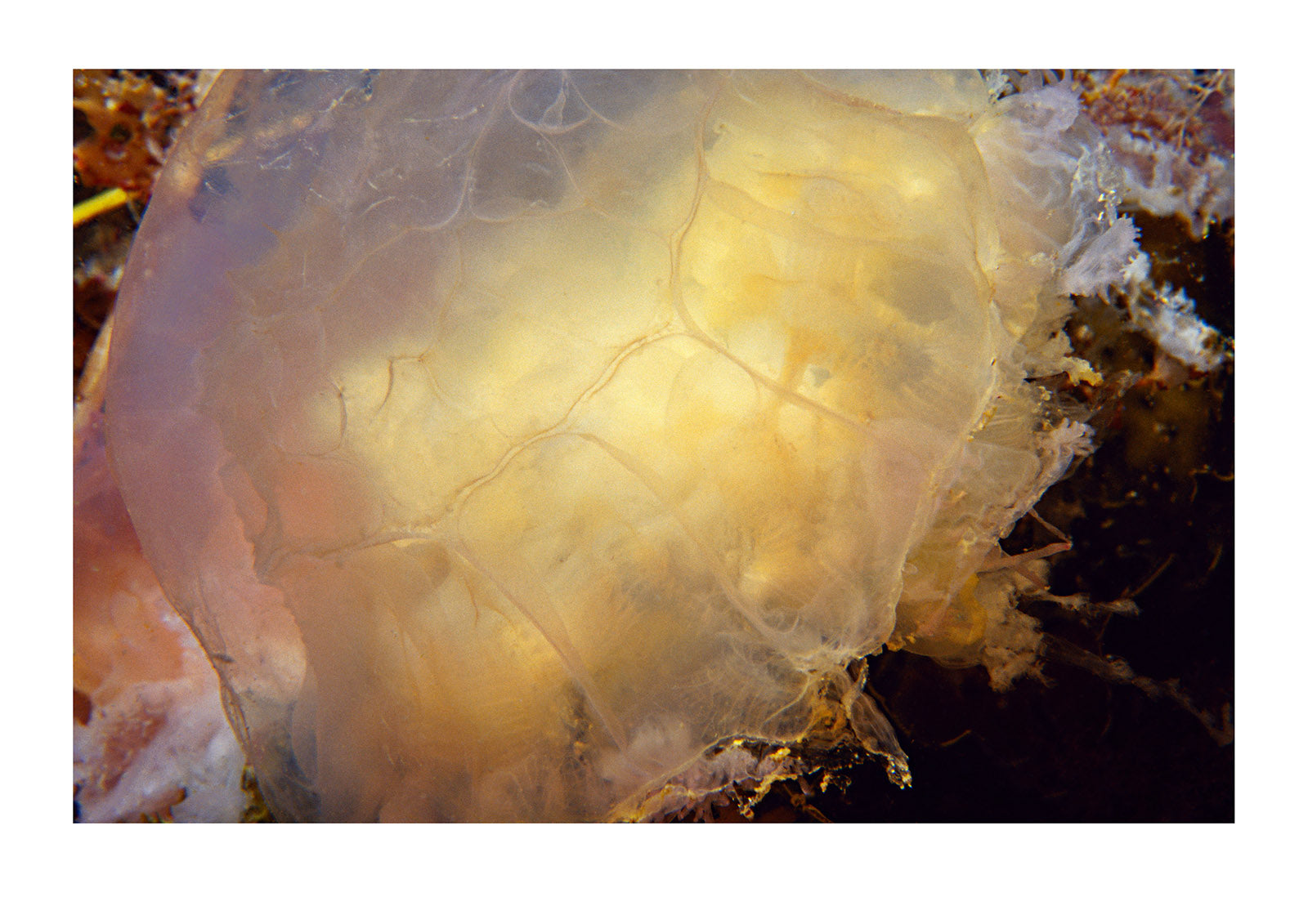 A delicate, bell shaped Jellyfish floating near the ocean floor. Merimbula, New South Wales, Australia.