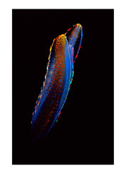 The delicate rainbow coloured bioluminsecent cilia on a Comb Jelly used for propulsion. Victoria, Australia.