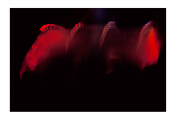 The delicate cilia of a Comb Jelly swimming in motion through the darkness. Victoria, Australia.
