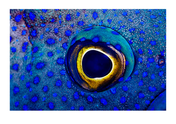 The alien blue skin spots and enormous eye of a Southern Blue Devil Fish. Merimbula , New South Wales, Australia