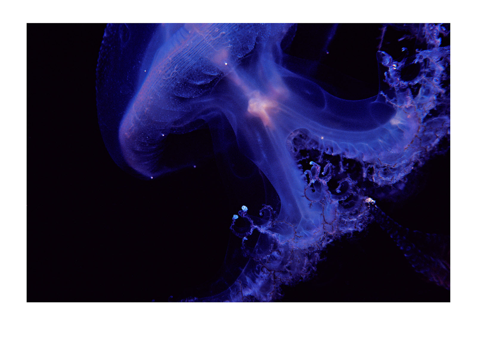 An iridescent blue Southern Tailed Jelly emerges from the darkness. Melbourne Aquarium, Victoria, Australia.
