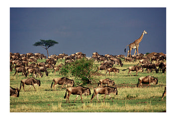 A solitary giraffe moves among a herd of wildebeest along the shore of the Mara River that separates the Serengeti and Masai Mara ecosystems. The horizon darkened by an immense water-laden storm, heralds the breaking of the short rains, which attracts the herds of the Great Migration across the dry savannah. Masai Mara, Kenya.
