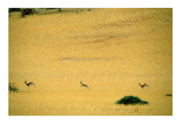 A trio of Springbok pronking across a short grass plain in a remote region of the Namib Desert. Namibia.