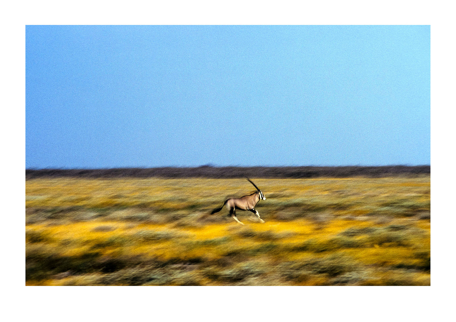 A gemsbok on the move, runs across a grassy plain at sunset. Etosha National Park, Namibia.
