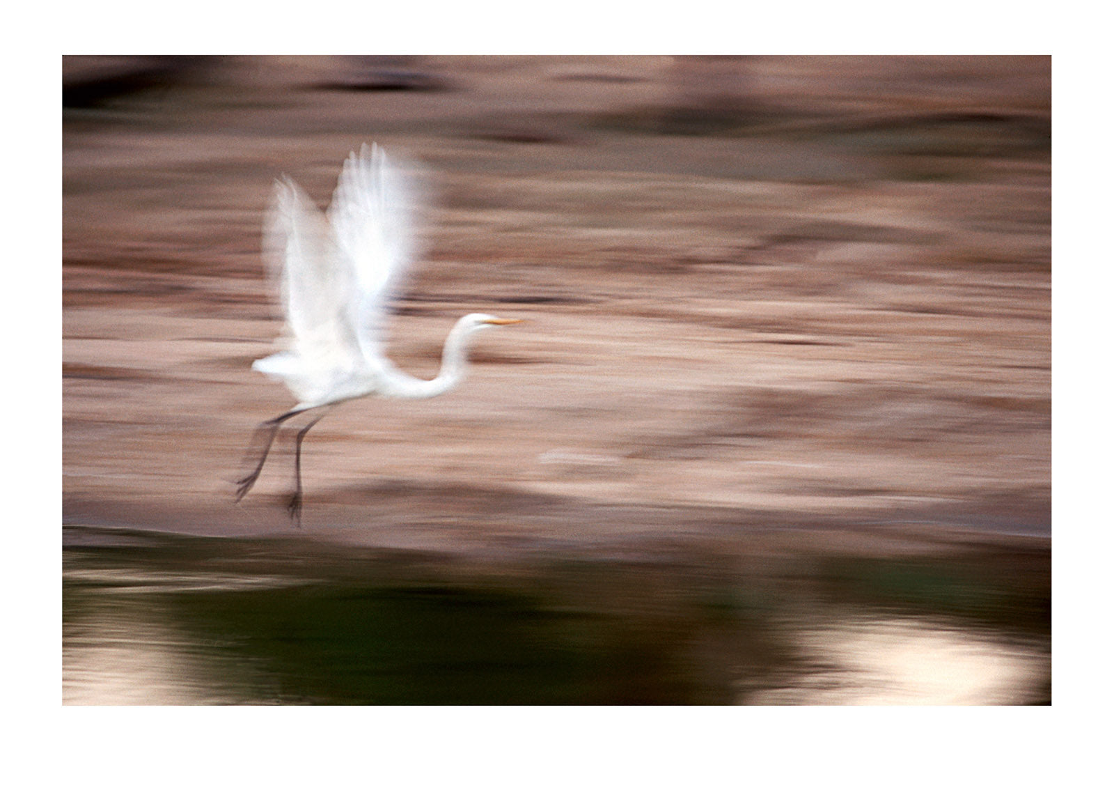 A Greater Egret sails between pre-dawn sand dunes in the Simpson Desert.
