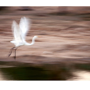 A Greater Egret sails between pre-dawn sand dunes in the Simpson Desert.