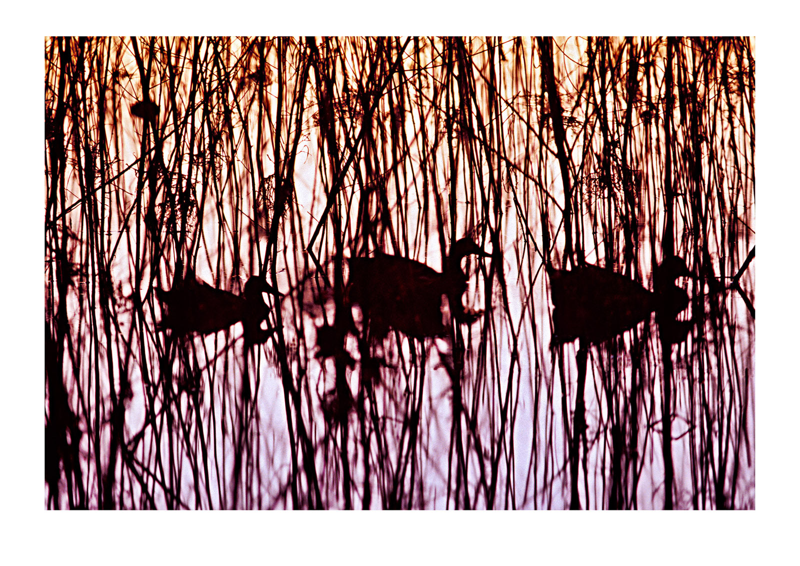 Mallard ducks swim through a reed bed in the afterglow of sunset. Murray Lagoon, Fitzroy River, Queensland, Australia.