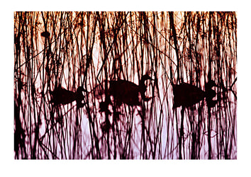 Mallard ducks swim through a reed bed in the afterglow of sunset. Murray Lagoon, Fitzroy River, Queensland, Australia.