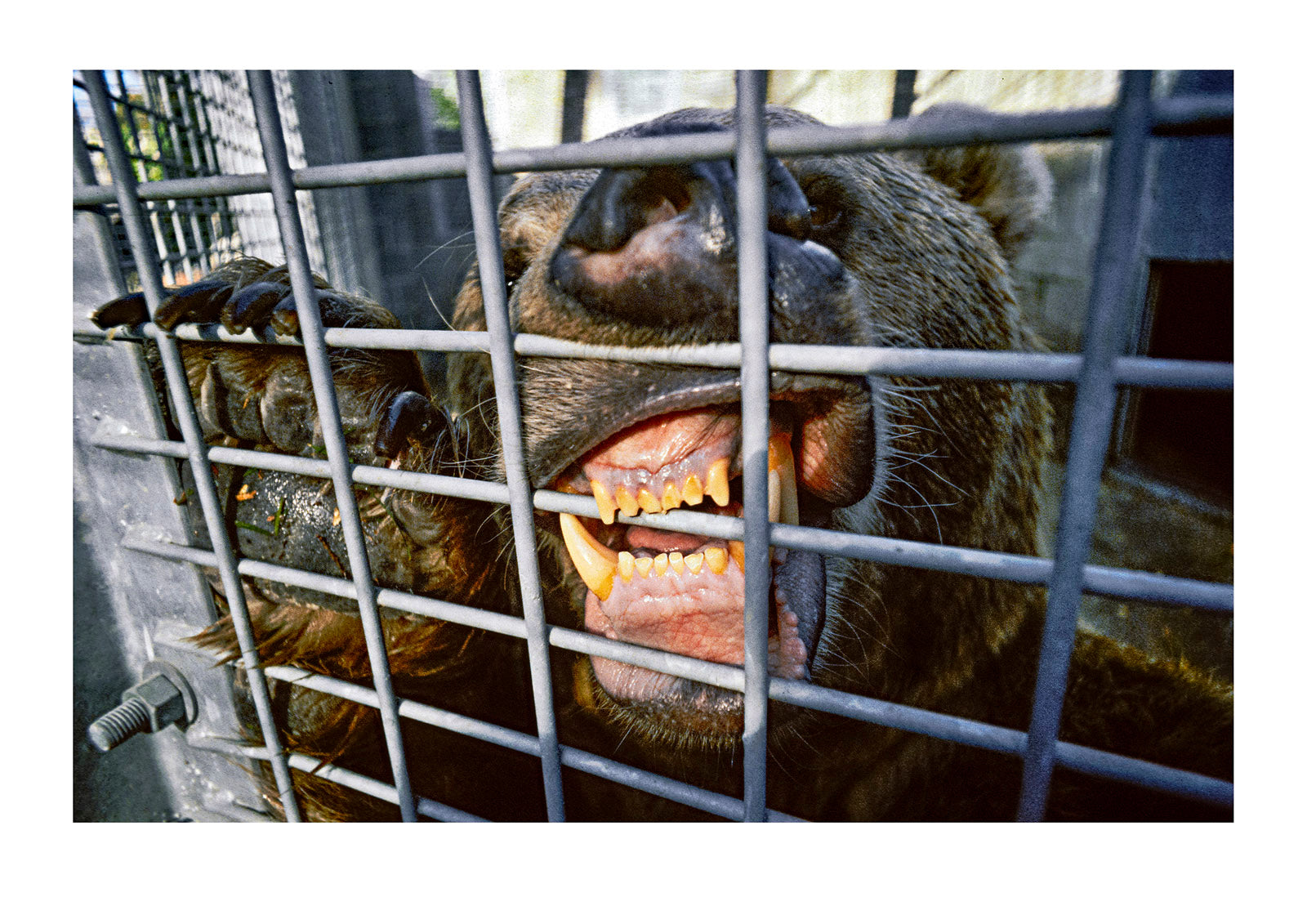 An endangered Syrian Brown Bear chewing at it's steel cage. Zoological, Board of Victoria, Victoria, Australia.