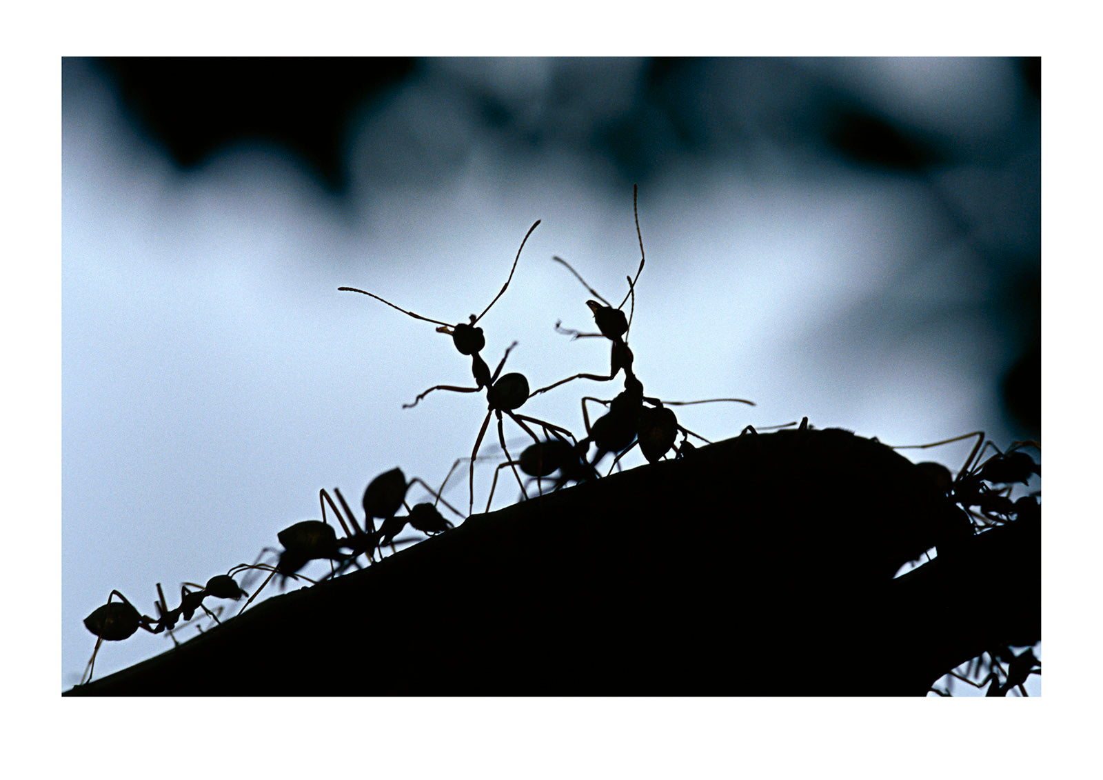 On a humid, grey afternoon a colony of Green Tree Ants are building their colony nest. Silhouetted against a leaden sky they worked tirelessly in unison. The smaller workers known as ‘minors’ stitching together leaves using the silk produced by their larvae. Simultaneously, the larger workers known as ‘majors’ adopted a soldier ant role guarding the perimeter. Queensland, Australia.
