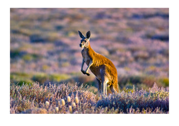 A large male Red Kangaroo stands among wildflowers in the desert at sunset. Sturt National Park, New South Wales, Australia.