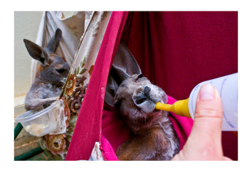 A wildlife carer feeds an orphaned Red Kangaroo joey milk. Sturt National Park, New South Wales, Australia.