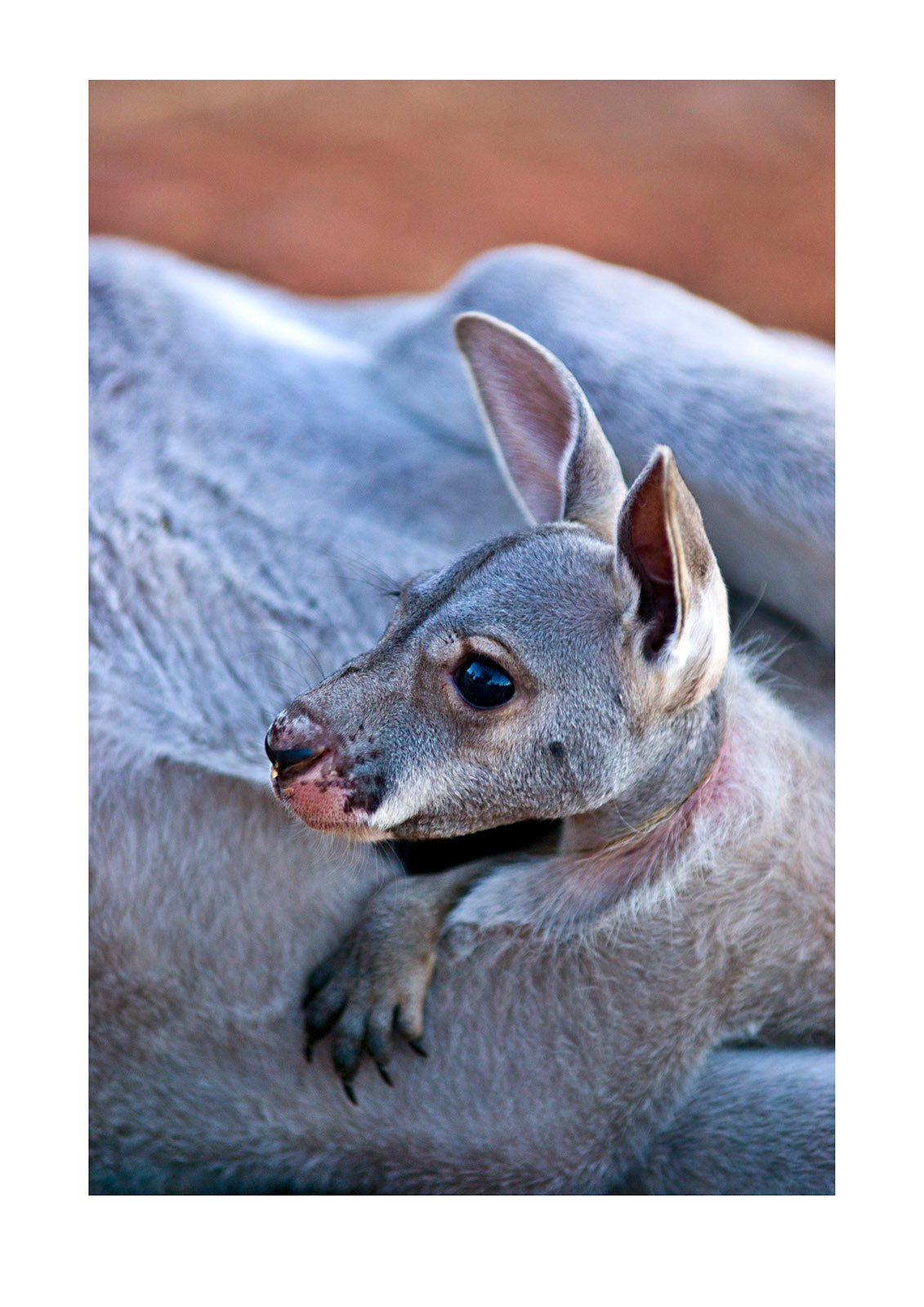 A Red Kangaroo joey emerges from it's mothers pouch. Sturt National Park, New South Wales, Australia.