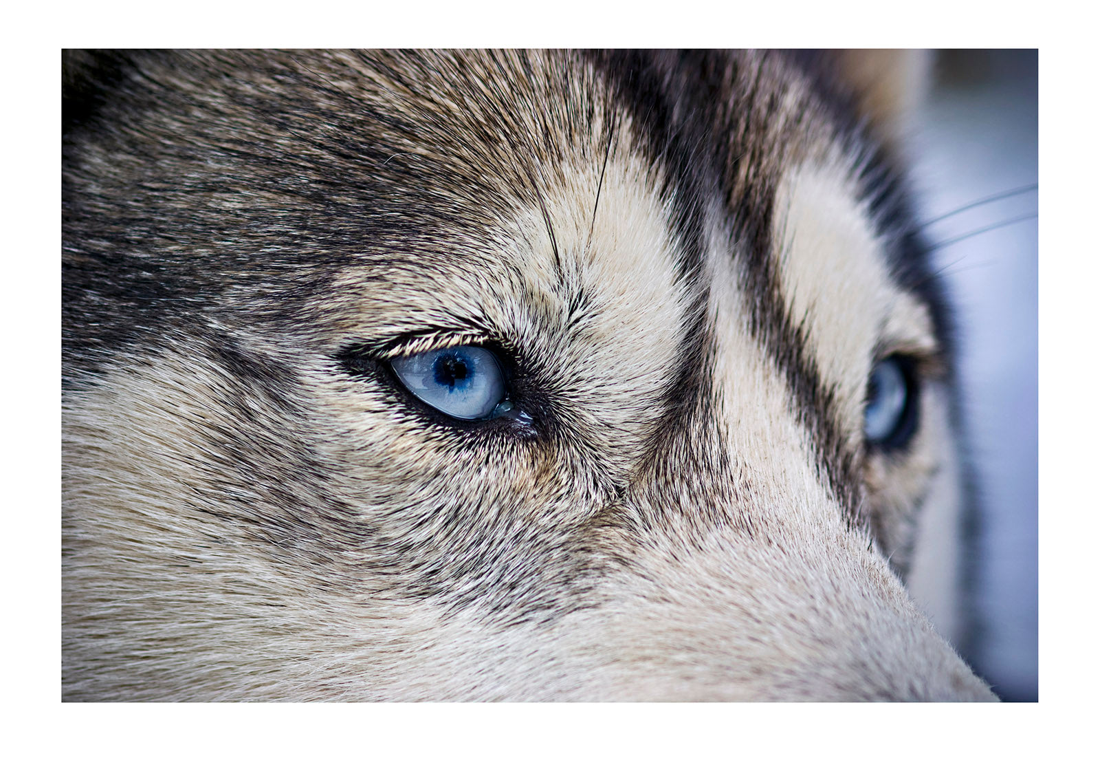 The wolf-like stare of a Siberian Husky sled dog with very blue eyes. Dinner Plain, Victoria, Australia.