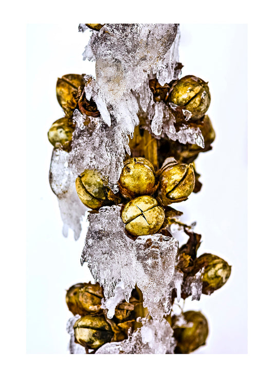 Ice encrusts the seed pods of a small alpine shrub waiting for Spring. Dargo Spur, Alpine National Park, Great Dividing Range, Victoria, Australia. Dargo Spur, Alpine National Park, Great Dividing Range, Victoria, Australia.