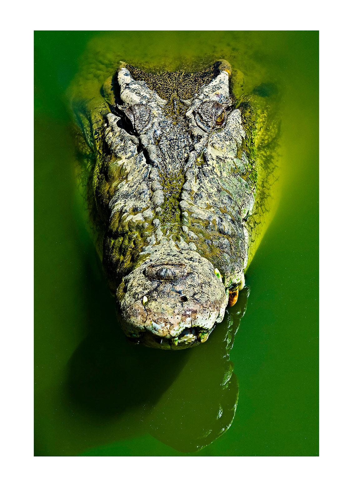 A menacing scaled and armored head of a stalking Saltwater Crocodile. Crocodylus Park, Darwin, Northern Territory, Australia