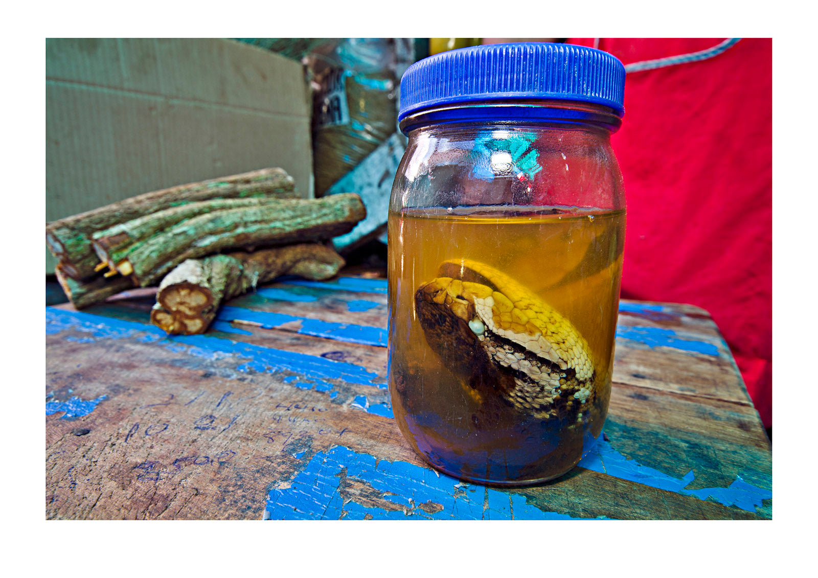 A South American Bushmaster head in alcohol for sale as traditional medicine in a black market. Belen Market, Iquitos, Amazon Basin, Loreto Region, Maynas Province, Peru.
