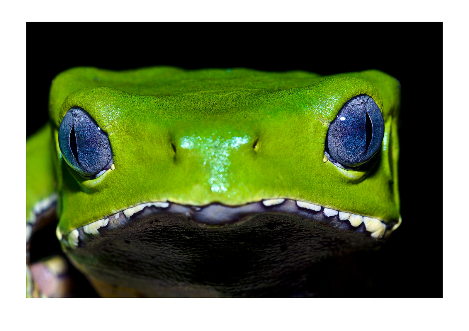 Veins in the purple-blue eyes of a bright green Giant Leaf Frog hunting in the rainforest at night. Amazon River, Amazon Basin, Loreto Region, Maynas Province, Peru. Amazon River, Amazon Basin, Loreto Region, Maynas Province, Peru.