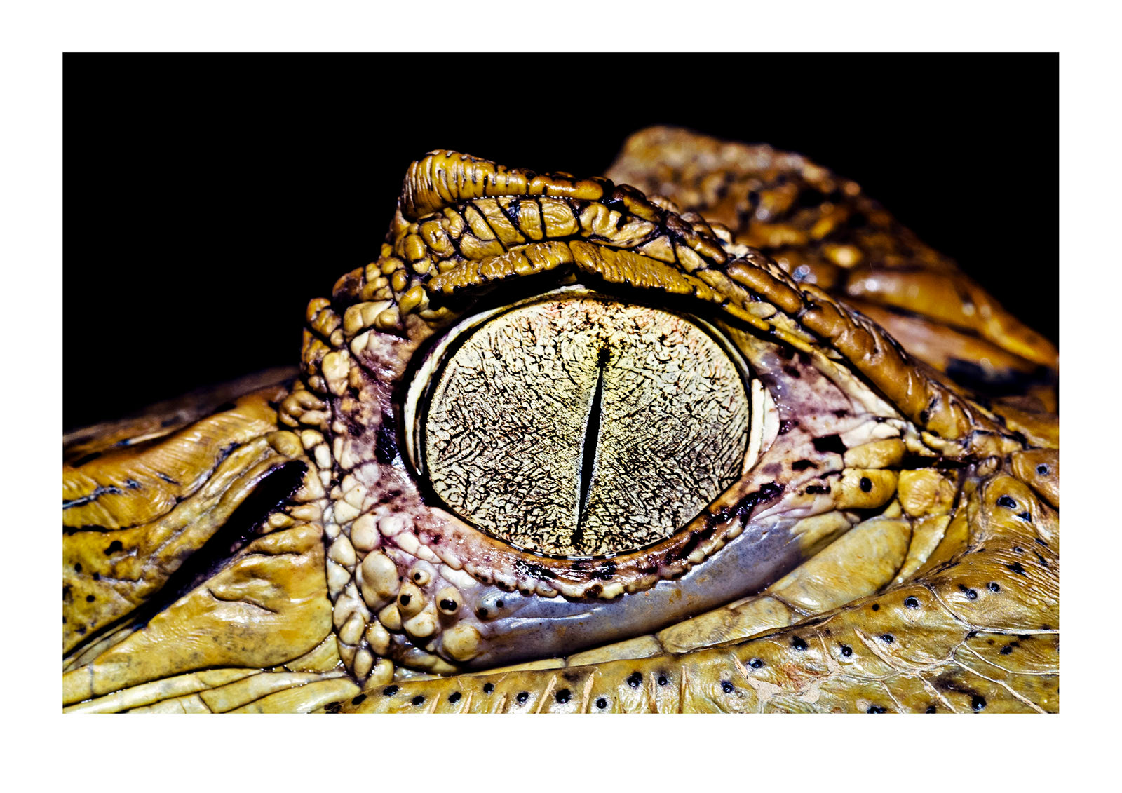 The textured and leathery scales on the skin surround the eye of a Black Caiman. Amazon River, Amazon Basin, Loreto Region, Maynas Province, Peru.