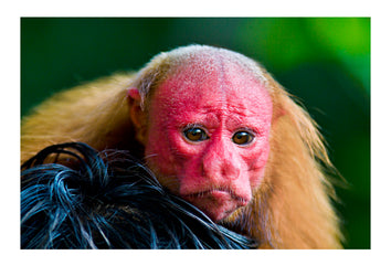 A Bald Uakari riding on the head of an Amazonian Indian. Residing in seasonally flooded forests the bright red facial skin is a sign of good health and mating viability. They are at increasing risk from poaching and habitat loss throughout their range. Peru.