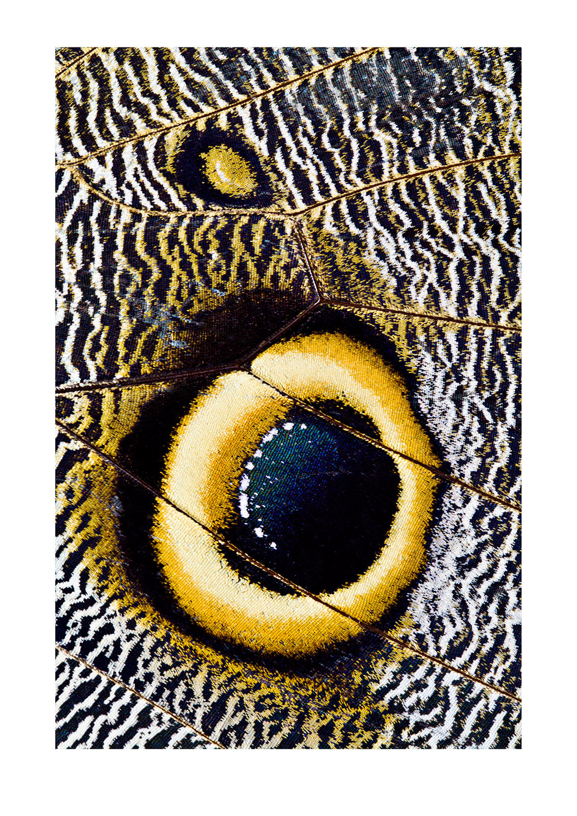 The wing markings of an Owl Butterfly look like giant eyes to predators looking for an easy meal. Pilpintuwasi Butterfly Farm, Iquitos, Amazon Basin, Loreto Region, Maynas Province, Peru.