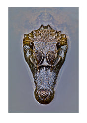 The prehistoric scaled head of a Spectacled Caiman floating on the surface of a wetland pool. Parque de Quistococha, Quistococha Zoo, Iquitos, Amazon Basin, Loreto Region, Maynas Province, Peru.
