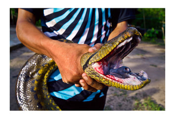 A villager restrains a yellow anaconda which they caught whilst it was hunting fish. Pacaya-Samiria National Reserve, Reserva Nacional Pacaya - Samiria, Loreto Region, Maynas Province, Amazon Basin, Peru.