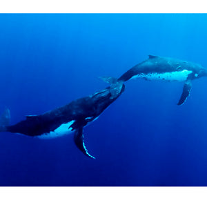 During the "heat run" a Humpback Whale, Megaptera novaeangliae, male uses his rostrum, which is his nose, to tenderly rub the female’s tail as he attempts to mate with her...Vava'u Island Group, Pacific Ocean, Oceania, Kingdom of Tonga.