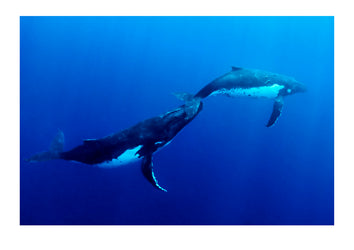 During the "heat run" a Humpback Whale, Megaptera novaeangliae, male uses his rostrum, which is his nose, to tenderly rub the female’s tail as he attempts to mate with her...Vava'u Island Group, Pacific Ocean, Oceania, Kingdom of Tonga.