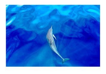 In the clear turquoise seas surrounding the Fiji islands an ethereal dolphin dances in a pool of light in front of my bow.