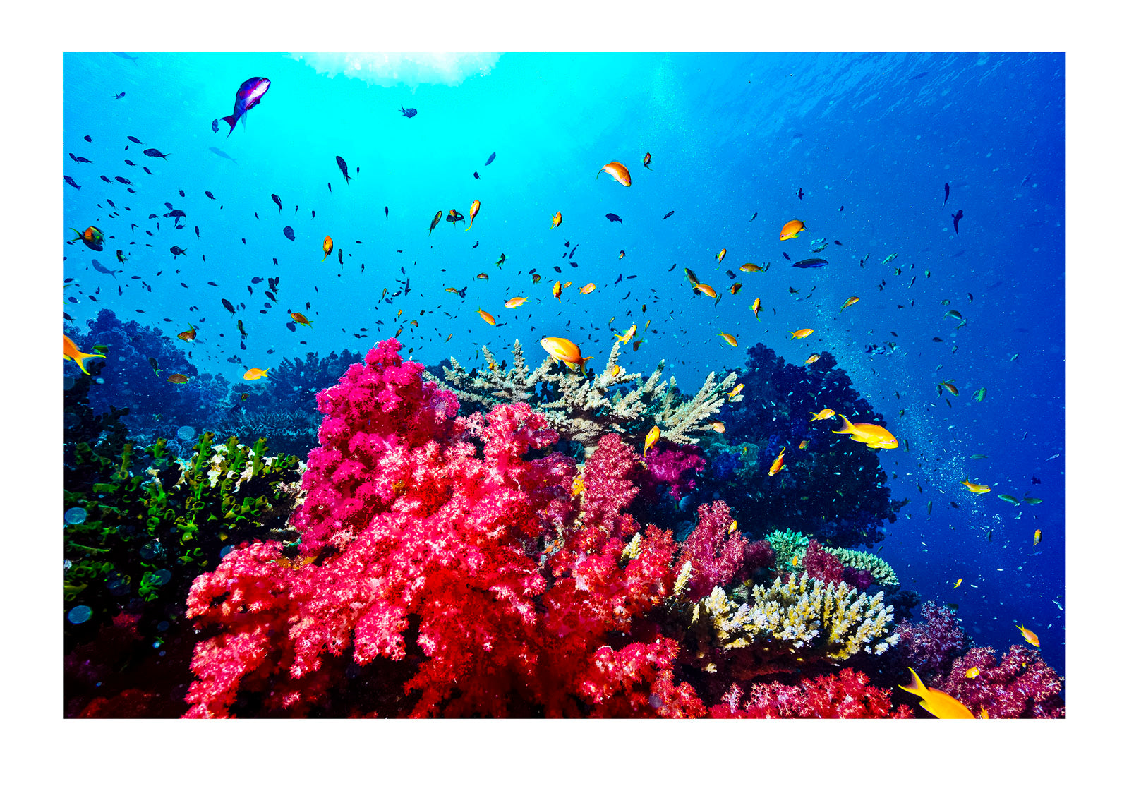 A branching pink Carnation Coral swarming with colorful reef fish. Great White Wall, Rainbow Reef, Taveuni Island, Somosomo Strait, Pacific Ocean, Fiji Islands.