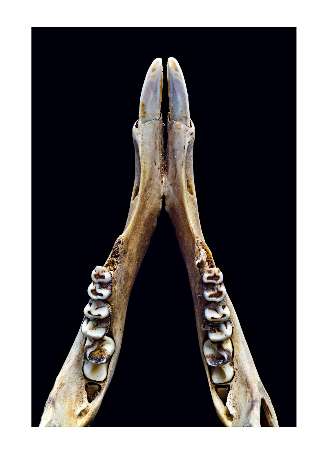A Red Kangaroo jaw manible and teeth in a museum archive. Melbourne Museum, Victoria, Australia.
