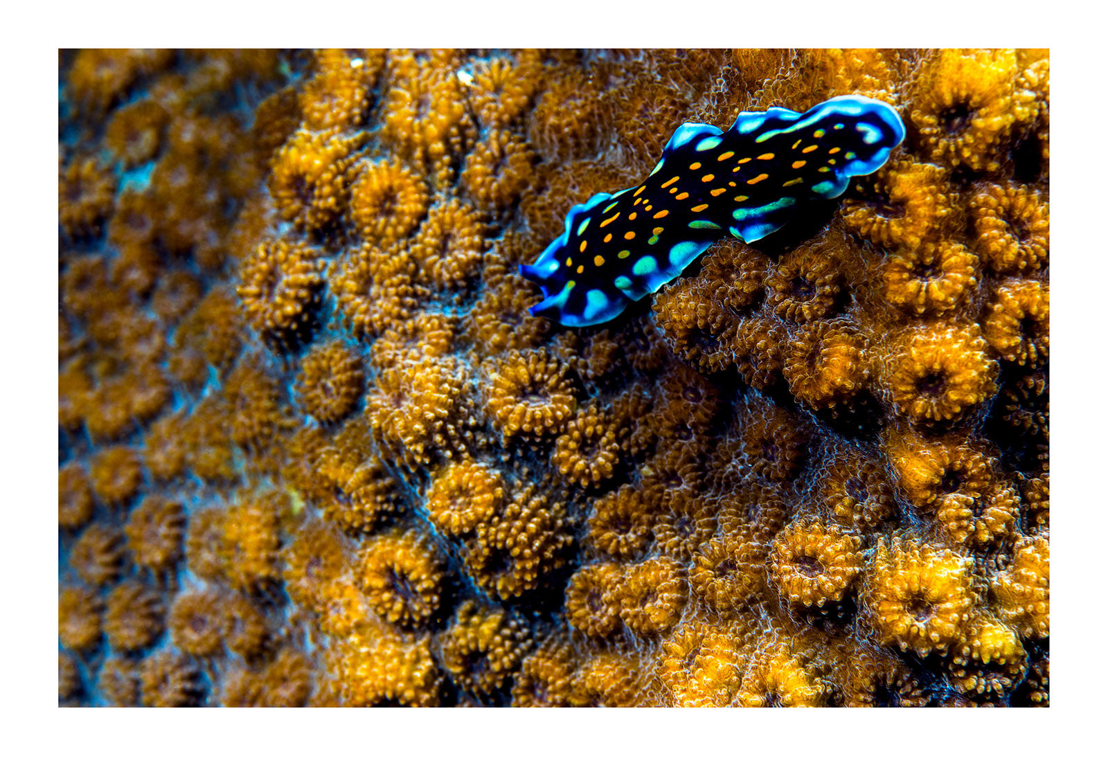 An elegant Linda's flatworm moves across the volcanic-like surface of a hard coral. Bwejuu, Blue Lagoon Reef, Unguja Island, Zanzibar, Tanzania.