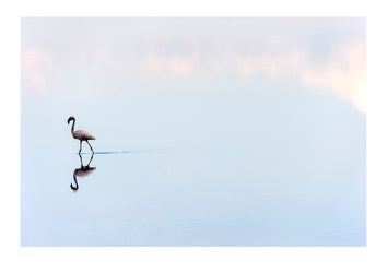 As the heat of the day wanes and the pastel afterglow of sunset fades from the sky, a solitary Greater Flamingo wades across a still waterhole. Serengeti NP, Tanzania.