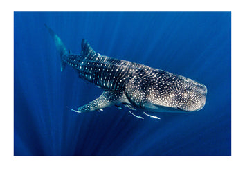 A close encounter with Earths largest fish, a Whale Shark. Incredibly, this species has barely changed throughout its presence in the fossil record over tens of millions of years. Whale Shark skin is covered in dermal denticles, v-shaped structures that reduce drag and turbulence enabling the giant fish to swim faster using less energy. Ningaloo Reef, Western Australia.