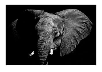 An African Elephant emerges from the enveloping darkness of the veldt to drink at a dwindling waterhole.