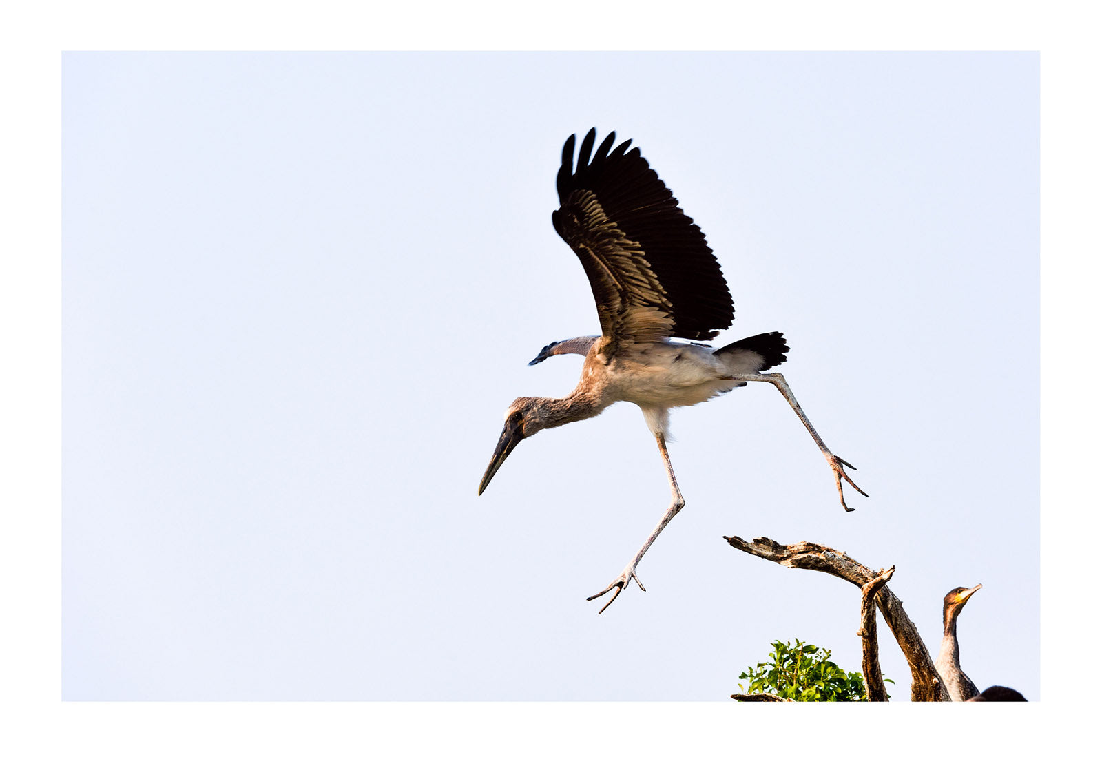 A Yellow-billed Stork chick tests it's wings in flight in a rookery. Chobe River, Chobe National Park, Botswana.