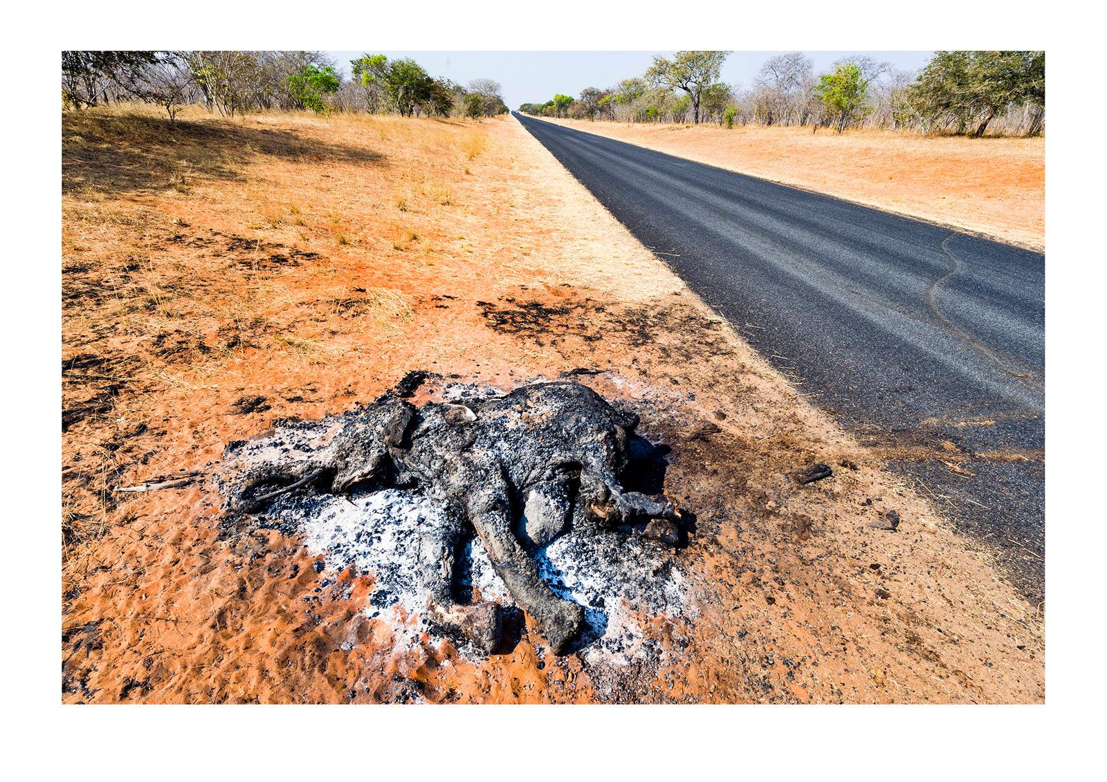 The charred remains of an African elephant slaughtered by poachers for bush meat and burned by National Park rangers to prevent the spread of Anthrax. Chobe National Park, Botswana, Africa.