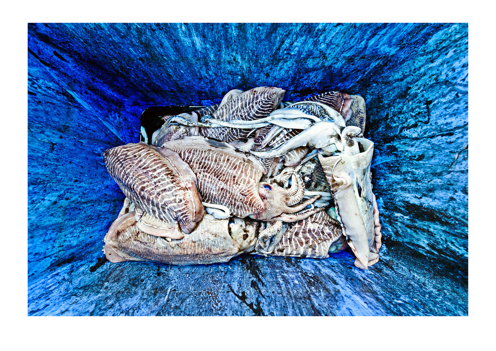 The delicate tendrils and elegant mosaic skin patterns on a catch of Cuttlefish framed by a weathered old tub in a fish market.Mutrah Fish Market, Muscat, Oman.