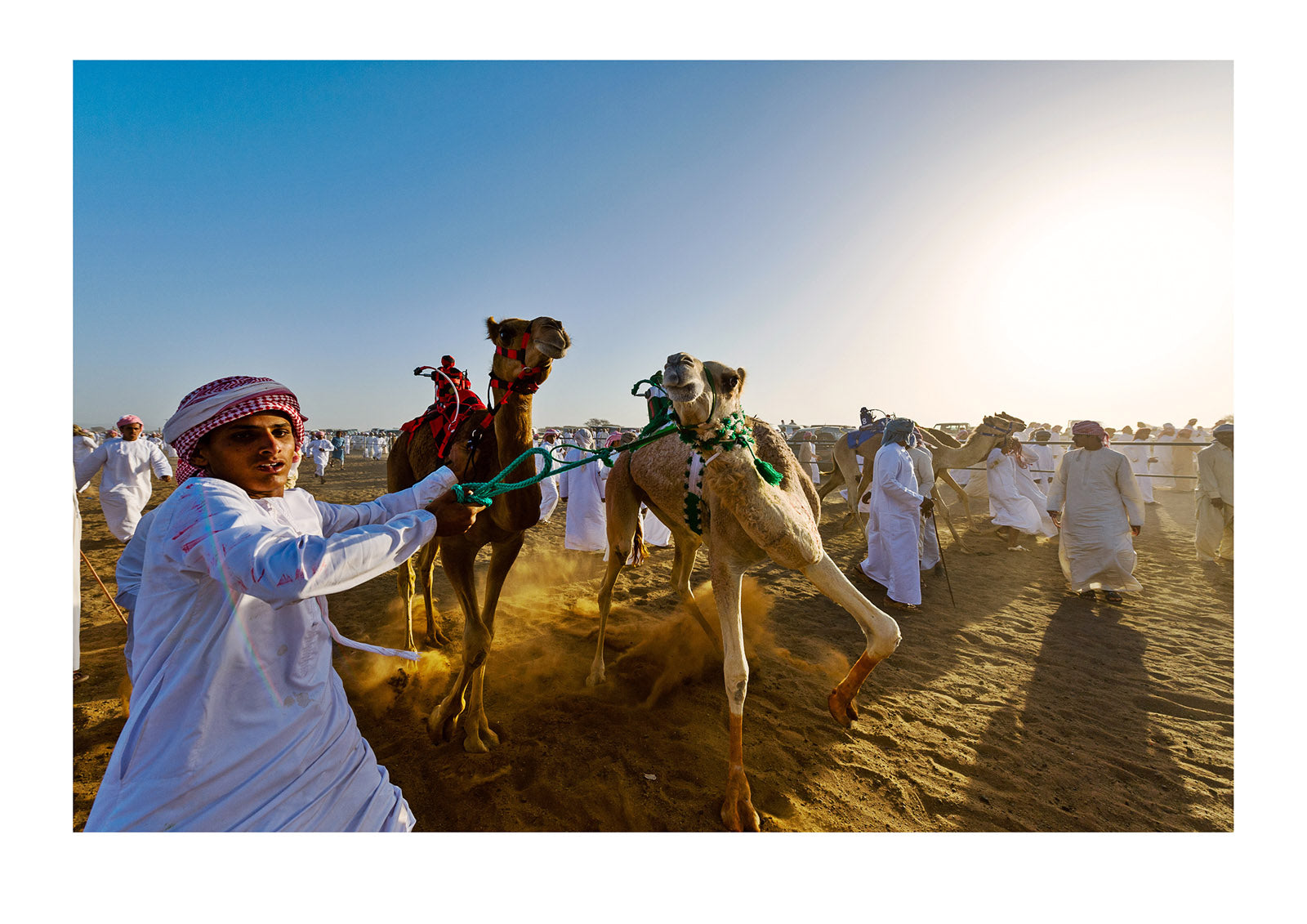 A handler maintains control of his racing camels as he leads them to the starting gate. Bidiya, Sharqiya Region, Sultanate of Oman.