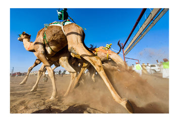 Racing camels launch from the start gate and stampede down a sand race track. Bidiya, Sharqiya Region, Sultanate of Oman.