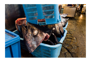 Tuna heads for sale in a plastic tub in a fish market. Tsukiji Market, Tsukiji, Chuo, Tokyo.
