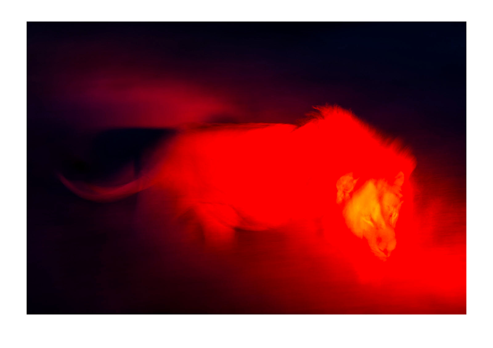 A large male African Lion, Panthera leo, stalks a herd of Red Lechwe, Kobus leche, under the beam of a ruby spotlight that doesn’t affect his behaviour. The primeval power and menace of the big cat moving through the inky night elicited distress calls from potential prey across the floodplain.