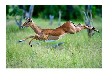 An elegant Impala leaping though the air in a woodland. Zarafa Camp, Zibadianja Lagoon, Savute Channel, Linyanti, Botswana.
