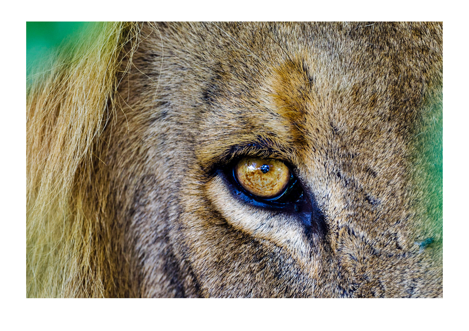 The intense stare of a male lion in his prime. There is a misconception that male lions require females to hunt for them but this is completely inaccurate. Most male lions are not imbedded in a pride permanently and have to hunt for themselves, ergo their enormous size and power. Selinda, Botswana.