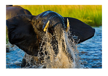 An African Elephant slamming the water with it's trunk in a territorial display. Chobe River, Chobe National Park, Botswana.
